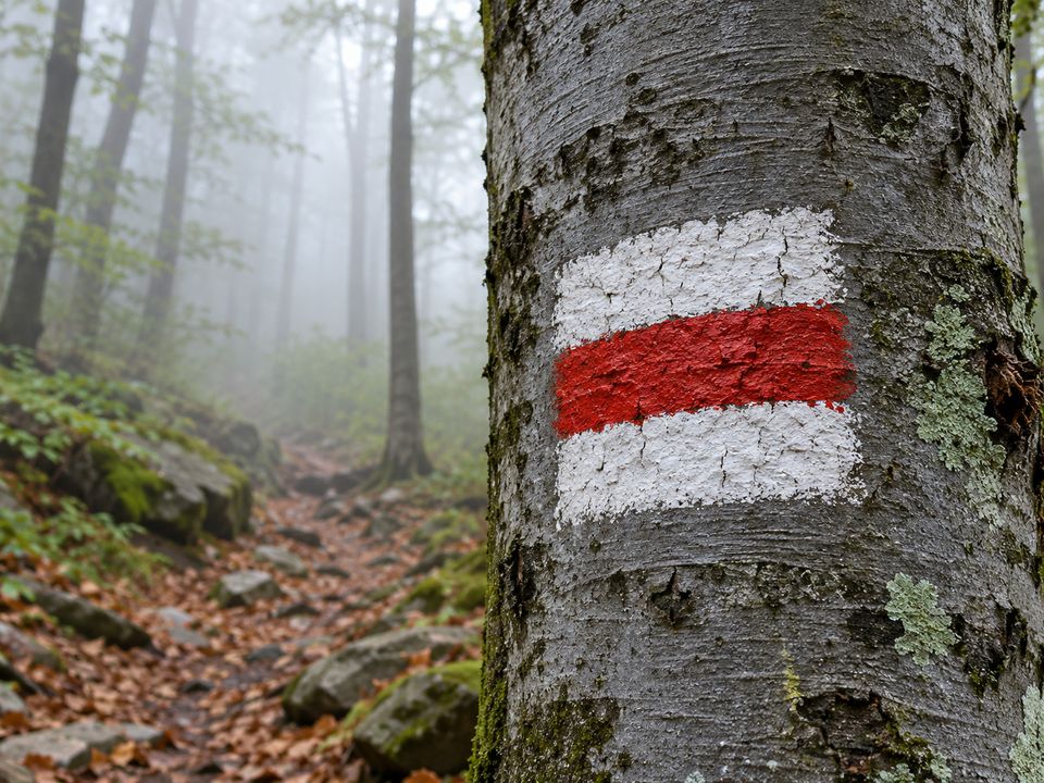 Biało-czerwony znak szlaku namalowany na pniu buka w zamglonym lesie Biało-czerwony znak szlaku namalowany na pniu buka w zamglonym lesie